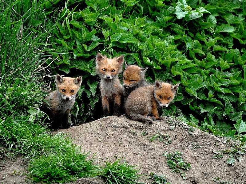 Fox cubs in the garden
